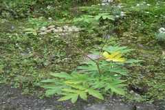 Heracleum nepalense